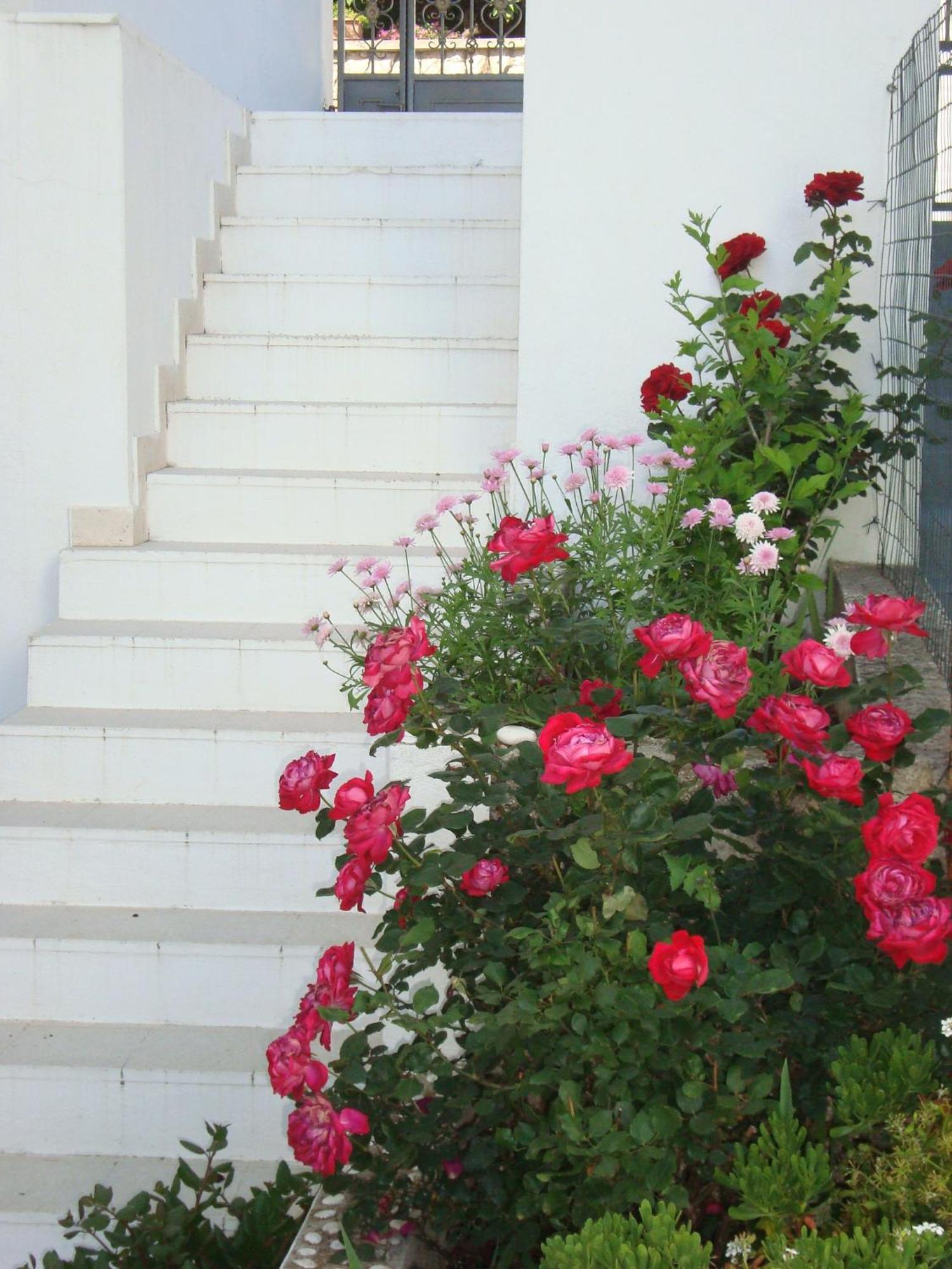 Guesthouse Iva Hvar Town Exterior foto